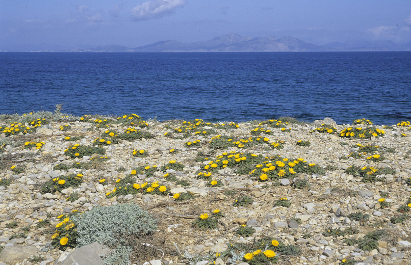 Asteriscus maritimus