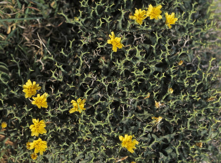 Launaea cervicornis