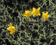 Launaea cervicornis