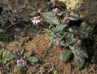 Senecio rodriguezii