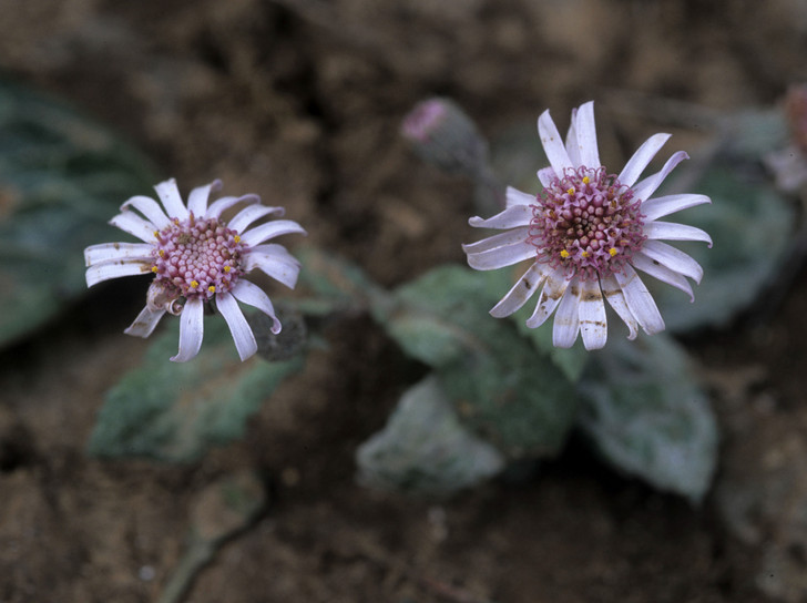 Senecio rodriguezii