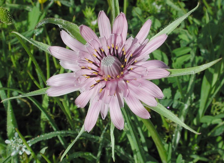 Tragopogon sinuatus