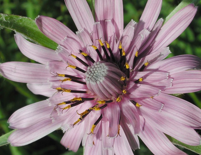 Tragopogon sinuatus