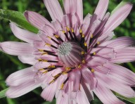 Tragopogon sinuatus