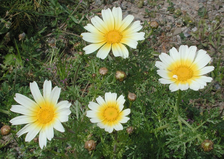 Chrysanthemum coronarium var. discolor