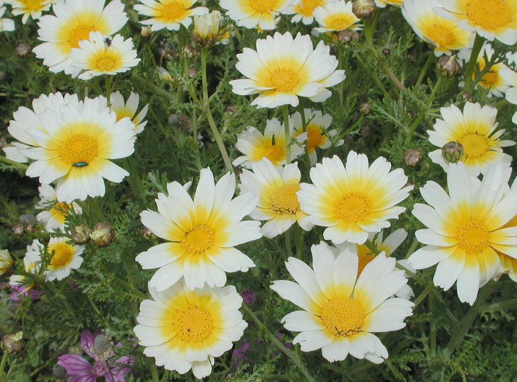 Chrysanthemum coronarium var. discolor