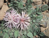 Centaurea raphanina