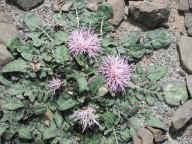 Centaurea raphanina