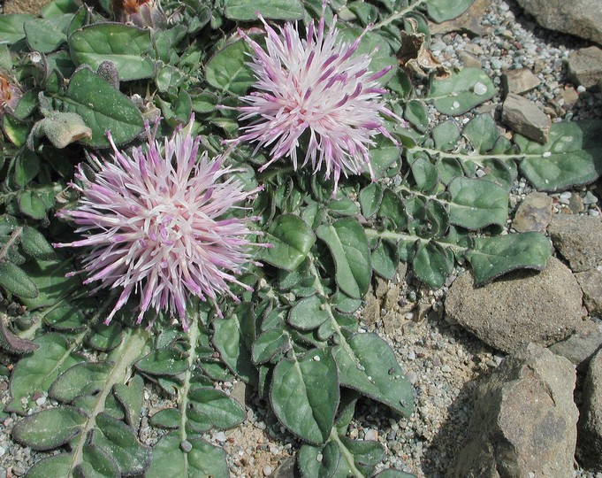 Centaurea raphanina