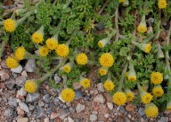 Anthemis rigida