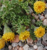 Anthemis rigida