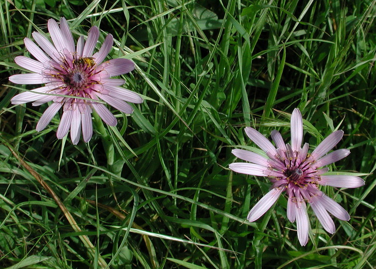 Tragopogon sinuatus