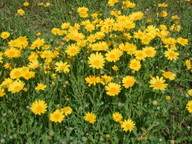 Chrysanthemum segetum