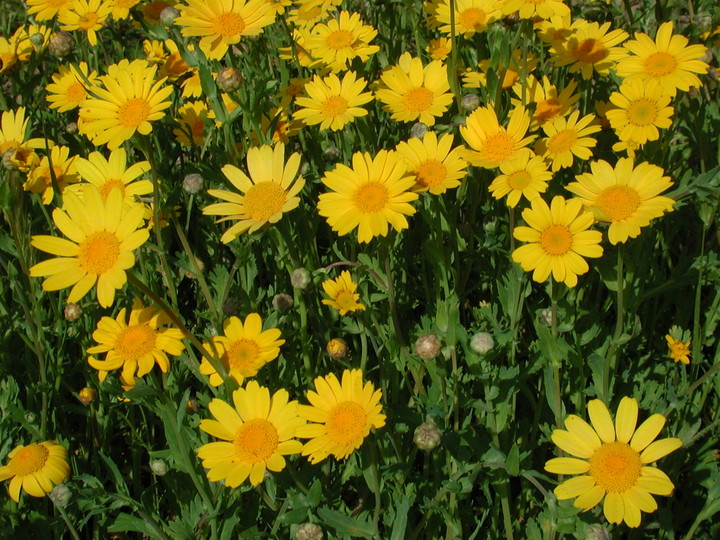 Chrysanthemum segetum