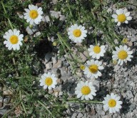 Anthemis arvensis ssp. incrassata