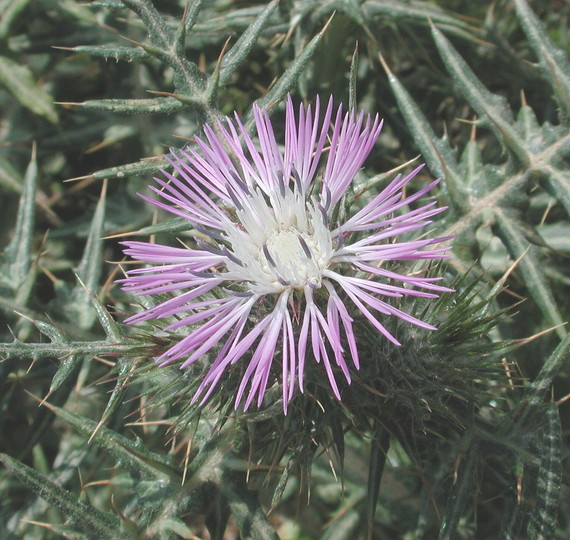 Galactites tomentosa