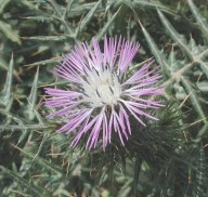 Galactites tomentosa