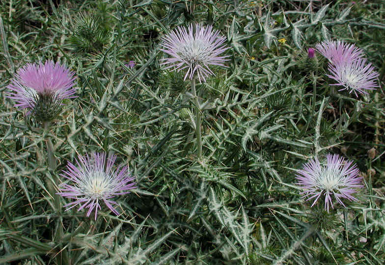 Galactites tomentosa