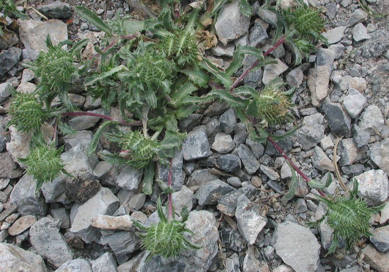 Atractylis cancellata ssp. cancellata