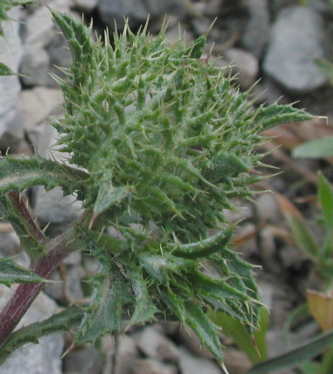 Atractylis cancellata ssp. cancellata