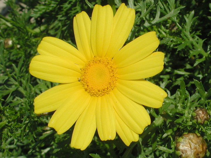 Chrysanthemum coronarium