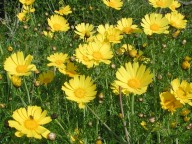 Chrysanthemum coronarium