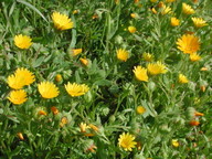 Calendula arvensis