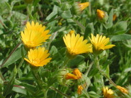 Calendula arvensis