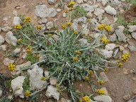 Helichrysum italicum