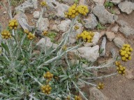 Helichrysum italicum