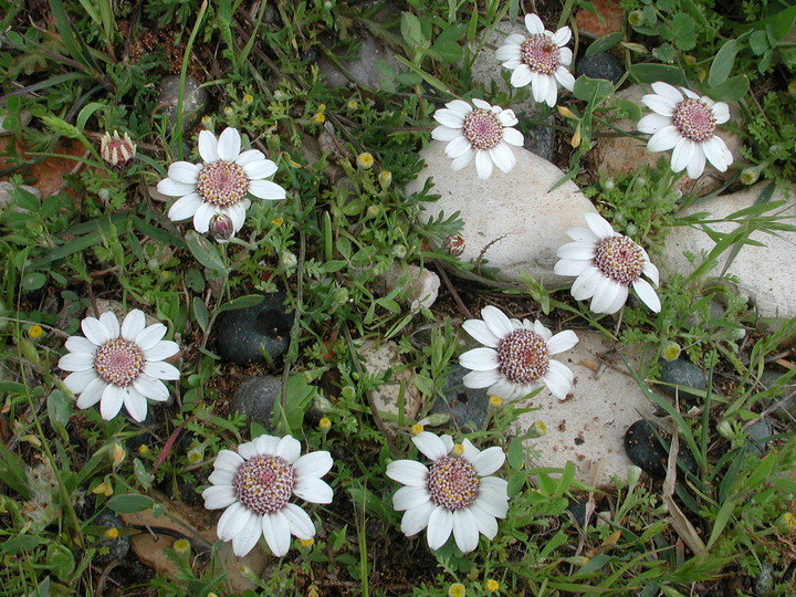 Anthemis tricolor