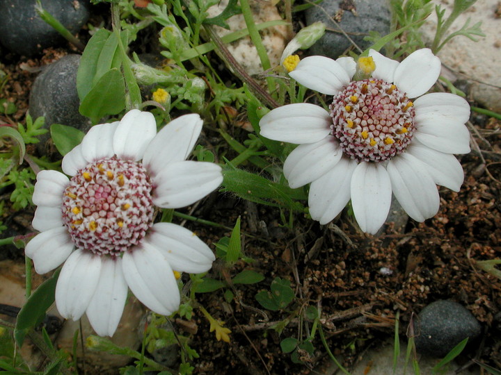 Anthemis tricolor