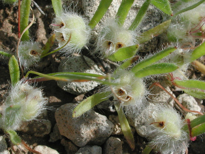 Bombycilaena discolor