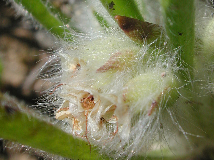 Bombycilaena discolor