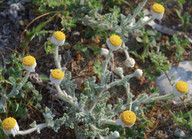 Anthemis tomentosa