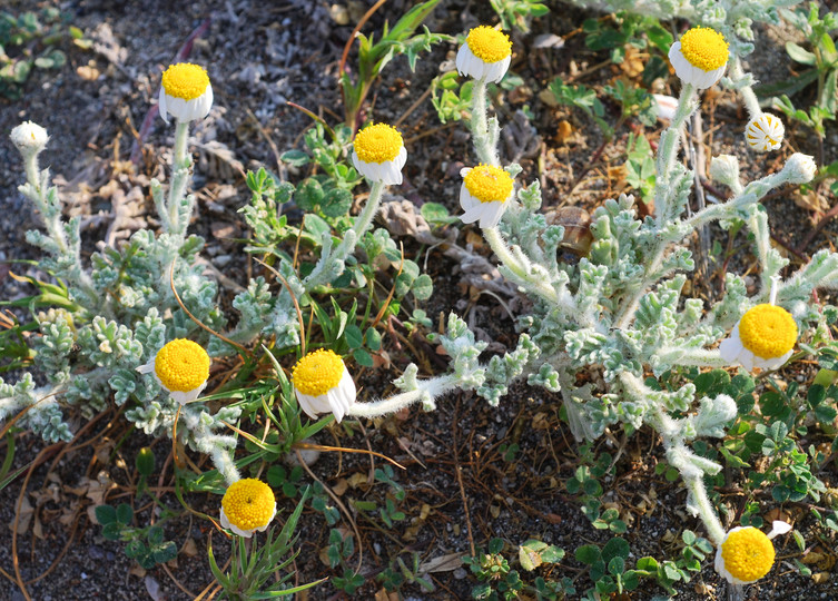 Anthemis tomentosa