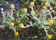 Anthemis tomentosa