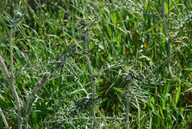 Echinops speciosissimus