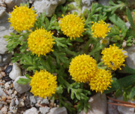 Anthemis rigida