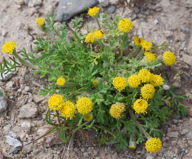 Anthemis rigida