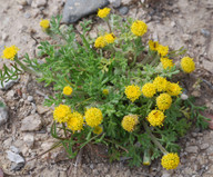 Anthemis rigida