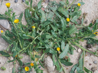 Calendula arvensis