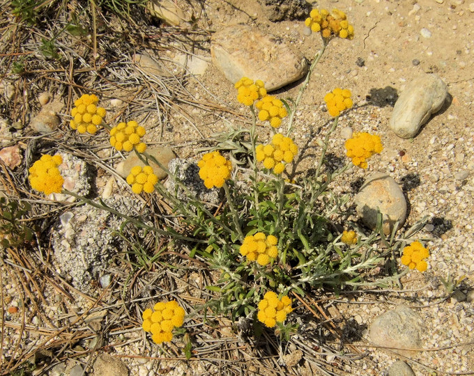 Helichrysum orientale