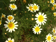 Chrysanthemum coronarium var. discolor