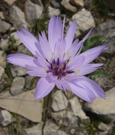 Catananche coerulea