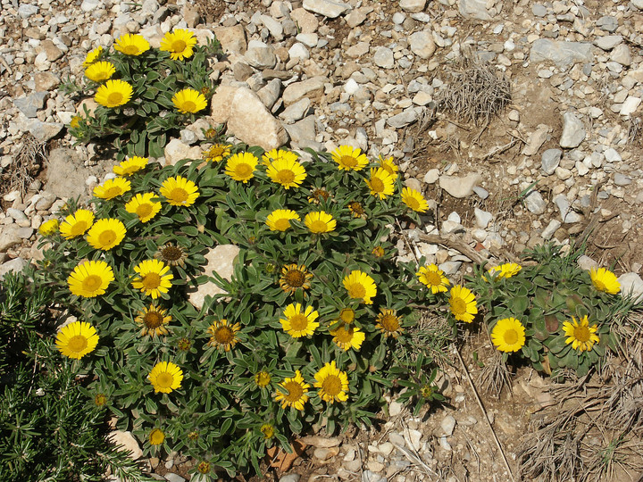 Asteriscus maritimus