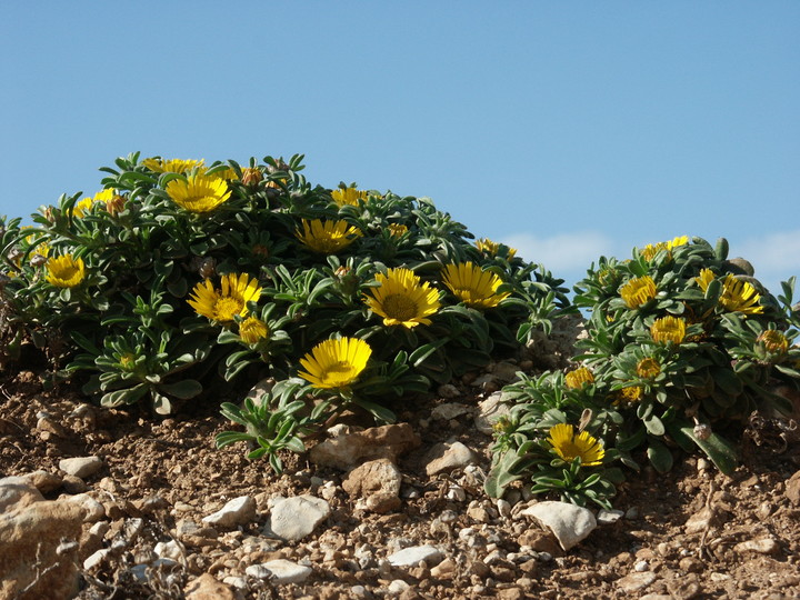 Asteriscus maritimus