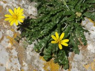 Hyoseris radiata