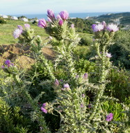 Carduus tenuiflorus