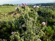 Carduus tenuiflorus